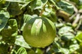 The fruit of a grapefruit hanging from the plant, at Kolymbetra Garden. Temples Valley. Agrigento, Sicily, Italy