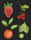 Fruit graphic of strawberry, raspberry, peach, and grape
