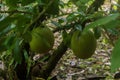 Fruit great color green and bark lasts used to craft