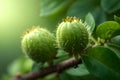 Fruit of a green bergamot on the tree