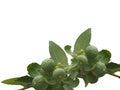 Lemon fruit, Tropical tree leaves with branches on white isolated background