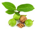 The fruit of green and mature walnut Royalty Free Stock Photo