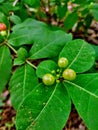 Fruit green Nature trees wilds