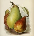 The Fruit Grower`s Guide : Vintage Illustration Of Pear