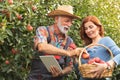 Fruit growers checking quality of harvested apples