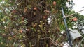 Fruit growing on a cannonball tree Couroupita guianensis in Side Rani Baug