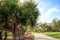 Fruit grows on a screwpine tree Pandanus utilis Royalty Free Stock Photo