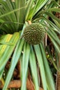 Fruit grows on a screwpine tree Pandanus utilis Royalty Free Stock Photo