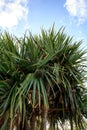 Fruit grows on a screwpine tree Pandanus utilis Royalty Free Stock Photo