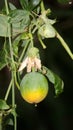 Fruit hanging from a sidewalk tree Royalty Free Stock Photo