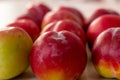 Fruit harvest. Fresh fruits. Apricot, peach, plums, nectarines on a wooden background. A lot of peaches, plums, apricots on the Royalty Free Stock Photo