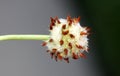 Fruit head of Trifolium fragiferum, Strawberry clover