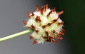 Fruit head of Trifolium fragiferum, Strawberry clover