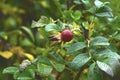 Fruit of the hedgerow rose Royalty Free Stock Photo