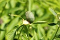 Fruit of Himalayan peony, Paeonia emodi, ood-e-saleeb Royalty Free Stock Photo