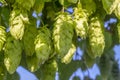 The fruit of hops, a natural product, a beer ingredient