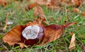 Fruit Horse Chestnut Aesculus hippocastanum, South Bohemia