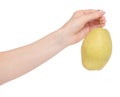 Fruit hybrid apple pear in hand