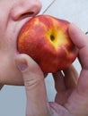 Fruit hybrid peach apricot