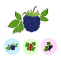 Fruit Icons, Blackberry, Redcurrant , Blackcurrant