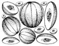 Hand Drawn of Cantaloupe Fruit on White Background