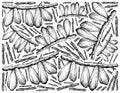 Hand Drawn of Bilimbi Fruits on White Background