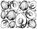 Hand Drawn of Pomerac or Malay Apple on White Background
