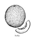 Hand Drawn of Cantaloupe Fruit on White Background