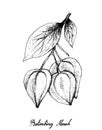 Hand Drawn of Belimbing Merah Fruits on White Background