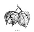 Hand Drawn of Cape Gooseberry on White Background Royalty Free Stock Photo