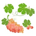 Fruit illustration, pink ripe grapes and grape leaves on a white background. Icons, decoration elements for winemaking