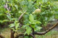 Fruit of immature pear on branch of tree