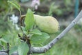 Fruit of immature pear on branch of tree