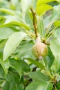 Fruit of immature pear on the branch of tree