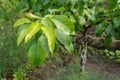 Fruit of immature pear on the branch of tree