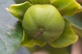 A fruit of the immature persimmon tree Royalty Free Stock Photo