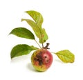 Fruit Infected by the Apple scab Venturia inaequalis isolated Royalty Free Stock Photo