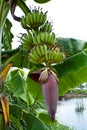 Fruit and Inflorescence of Banana