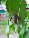 a fruit insect is perching on a green leaf