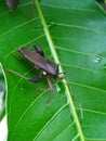 a fruit insect is perching on a green leaf