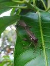 a fruit insect is perching on a green leaf