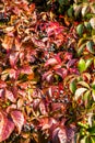 Fruit ivy in an autumn day Royalty Free Stock Photo