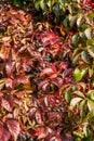 Fruit ivy in an autumn day Royalty Free Stock Photo