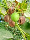 The fruit of the jatropha tree is green and brown.
