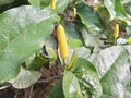 The fruit of the Javanese chili plant