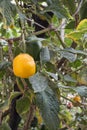 Fruit Jocote (Red Mombin, Purple Mombin, Hog Plum, Sineguela, Siriguela).