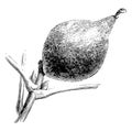 Fruit of Juglans Regia Longirostris vintage illustration