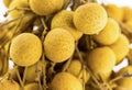Fruit juicy mature covered with a thin yellow skin longan on a branch close-up, exotic fruits asia sweet