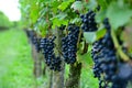 Close-up of Ripe Dark Purple Grapes Ready for Red Wine Harvest in a Sunny Vineyard. Royalty Free Stock Photo
