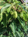 Fruit kiwi ripen on the tree in summer
